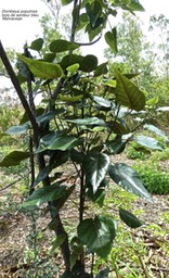Dombeya populnea  Bois de senteur bleu  P1270150