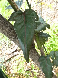 Dombeya populnea  Bois de senteur bleu P1270145
