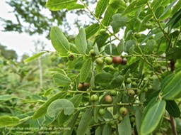 Phyllanthus casticum. Bois de demoiselle P1270096