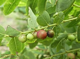 Phyllanthus casticum .Bois de demoiselle P1270097