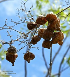 Tectona grandis  teck d'Indochine P1270223