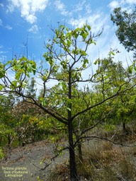 Tectona grandis .Teck d'Indochine P1270228