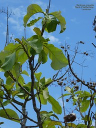 Tectona grandis .Teck d'Indochine P1270213