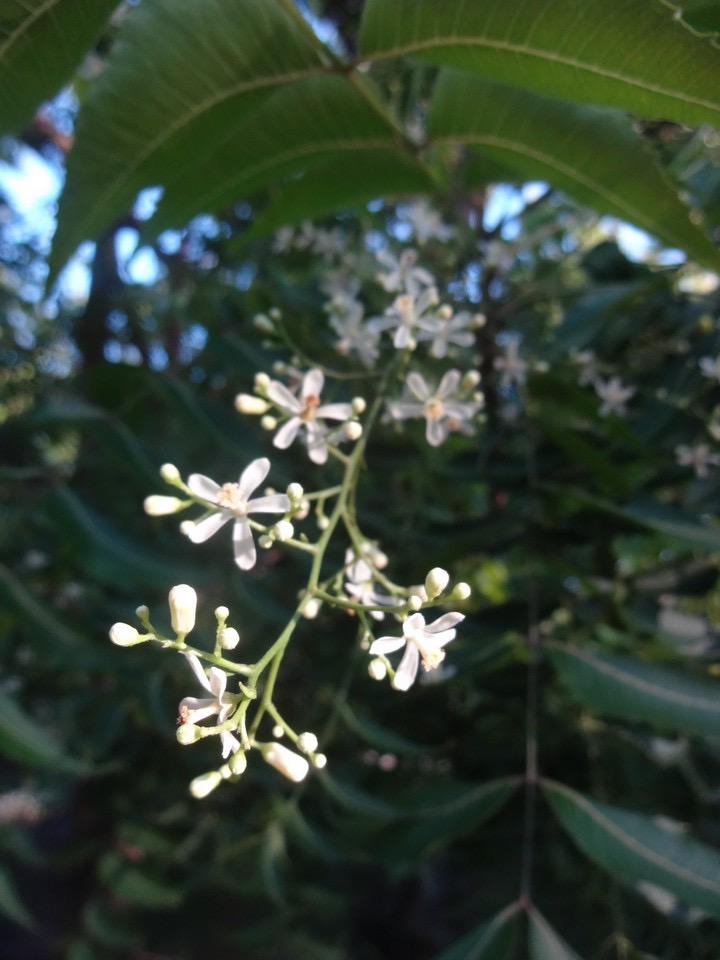 04 Melia Neem Fleurs de Janvier 2015 DSC07691