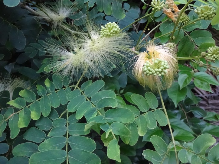 13  Albizia lebbeck Bois noir Fabacee Fleur de janvier 2015 DSC07689