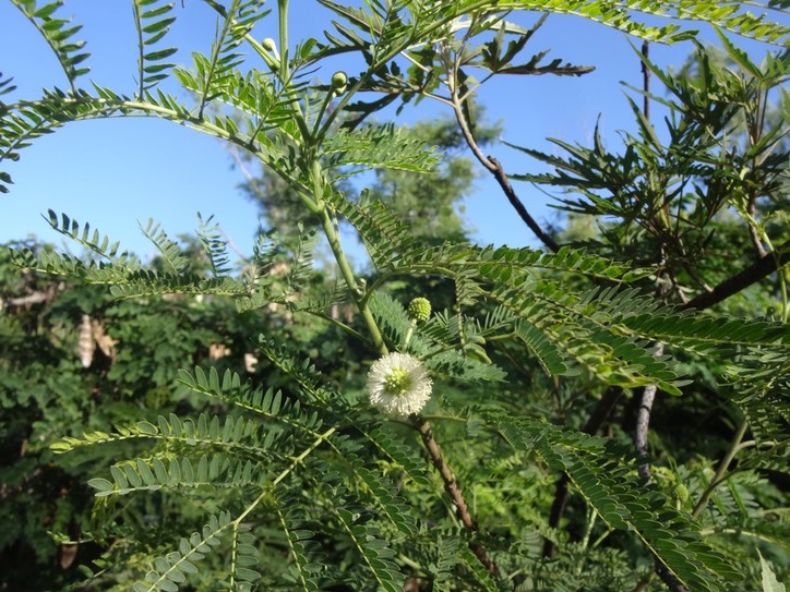 25Leucaena leucoceplale  Cassi Fleur DSC07838