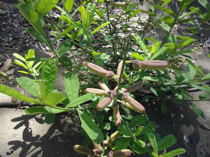 37 Crotalaria DSC07874