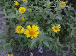54 Asteracee Echappée de jardin DSC07708