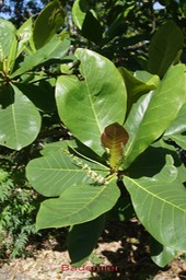 Badamier - Terminalia catappa - Combrétacée- exo