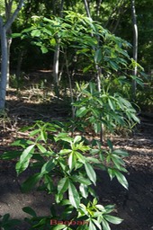 Baobab