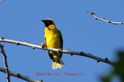 Bellier ou Tisserin- Ploceus cucullatus - introduit