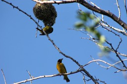 Belliers ou Tisserins -2