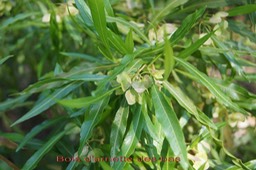 Bois d'arnette des bas