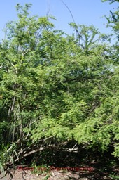 Bois de demoiselle- Phyllanthus casticum- Phyllanthacée-I
