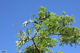 Bois de demoiselle IMG_1008