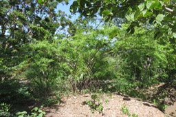 Bois de demoiselle IMG_1046