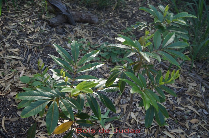 Bois de Judas - Cossinia pinnata - Sapindacée - I