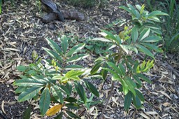 Bois de Judas
