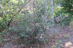 Bois rouge IMG_1013