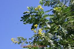 Cassia de Siam