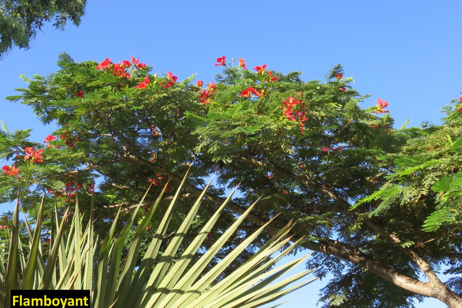 Flamboyant IMG 1007