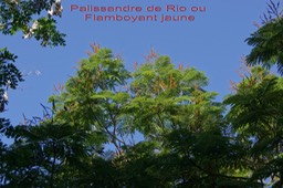 Flamboyant jaune ou Palissandre de Rio - Boutons floraux
