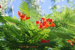 Flamboyant