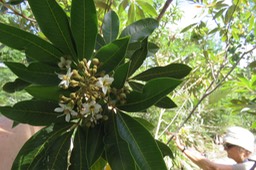 Fleurs de ??? IMG_1038