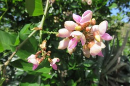 Fleurs de Pongame IMG_1045