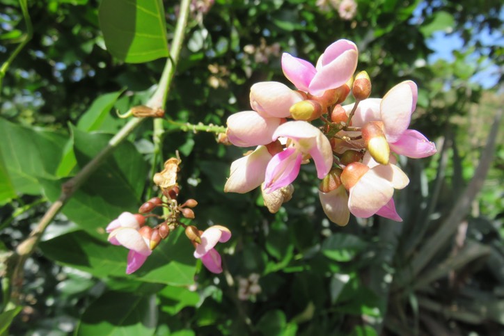 Fleurs de Pongame IMG_1045