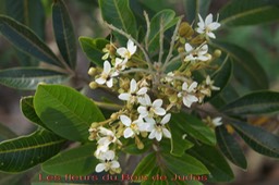 Fleurs du Bois de Judas