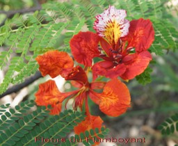 Fleurs du Flamboyant - Delonix regia- Fabacée - exo