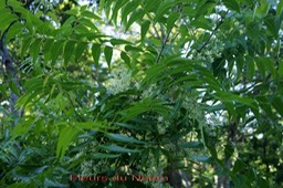 Fleurs du Neem