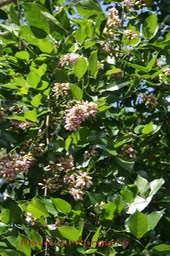 Fleurs du Pongame-2