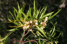 Fruits du Bois d'arnette