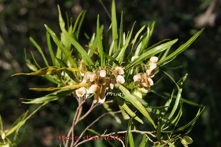 Fruits du Bois d'arnette