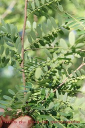 Fruits du Bois de demoiselle
