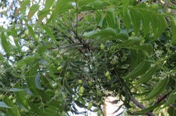 Fruits du Neem IMG_1015
