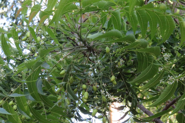 Fruits du Neem IMG_1015