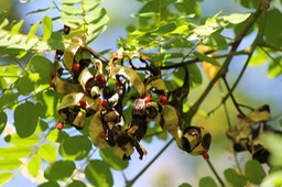 Fruits et graines du Bois noir rouge