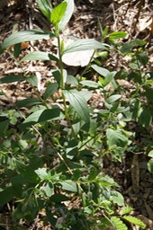 Herbe tourterelle - Trichodesma zeylanicum- Boraginacée - exo
