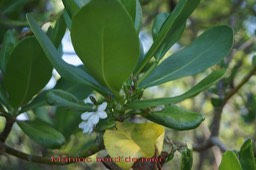 Manioc bord de mer - Scaevola taccada- Goodeniacée -