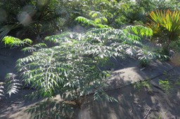 Margosier jeune IMG_1030