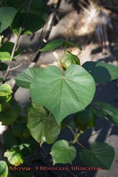 Mova - Hibiscus tiliaceus- Malvacée- exo
