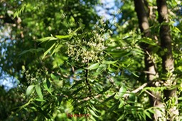 Neem - Azadirachta indica - Méliacée - exo
