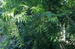 Neem - fleurs et fruits