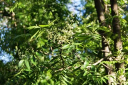 Neem en fleurs