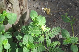 Pagode - Tribulus cistoides IMG_1032