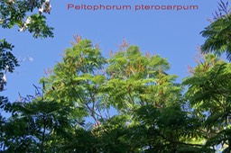 Palissandre de Rio -