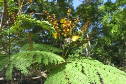 Palissandre de Rio Boutons et Fleur jaune IMG_1018